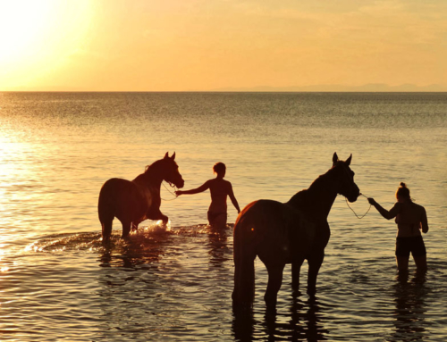 Swimming with our horses